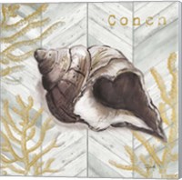 Framed 'Gray Gold Chevron Conch Shell' border=