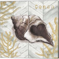 Framed Gray Gold Chevron Conch Shell