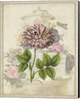 Framed Vintage Rose Bookplate