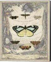Framed Vintage Butterfly Bookplate