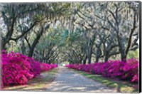 Framed Azaleas, Bonaventure