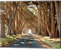 Framed Cypresses