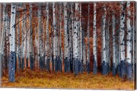 Framed Autumn Forest