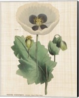 Framed Herbal Botany XVI Linen Crop