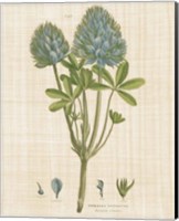 Framed Herbal Botany XV Linen Crop