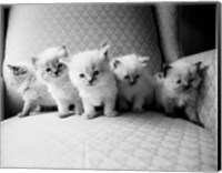 Framed Five Kittens