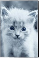 Framed Blue Kitty