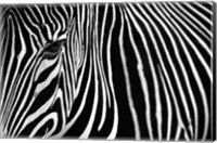 Framed Zebra in Lisbon Zoo