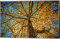 Framed Fall Tree
