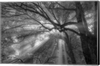 Framed Forest Fog