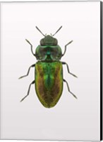 Framed Beetle 1