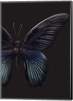 Framed Black Butterfly on Grey