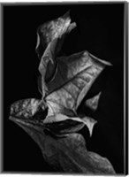 Framed Leaf Composition, Dark