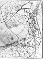 Framed Leaf Skeleton BW
