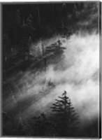 Framed Misty Pine Woods