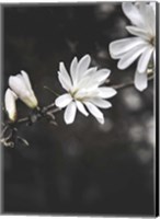 Framed White Flowers