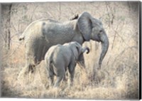 Framed Elephants