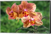 Framed Orange Orchid