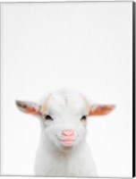 Framed Baby Goat