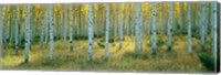 Framed Aspens, Ashley