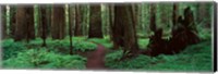 Framed Redwoods Path