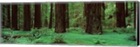 Framed Redwoods, Rolph Grove