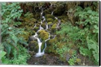 Framed Fern Waterfall