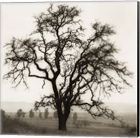 Framed Country Oak Tree