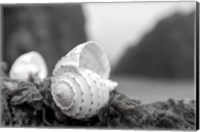 Framed Crescent Beach Shells 1