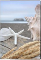 Framed Crescent Beach Shells 12