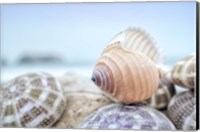 Framed Crescent Beach Shells 15