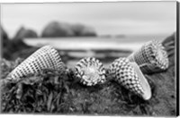 Framed Crescent Beach Shells 3