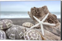 Framed Crescent Beach Shells 5