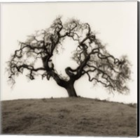 Framed Hillside Oak Tree
