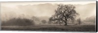 Framed Meadow Oak Tree