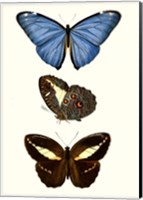 Framed Entomology Series VIII