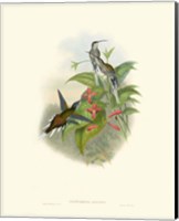 Framed Hummingbird Delight IV
