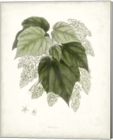 Framed Sage Botanical III