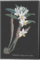 Framed Orchid on Slate I