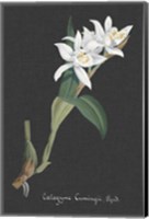 Framed Orchid on Slate III