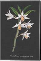 Framed Orchid on Slate IV
