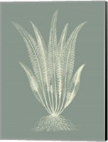 Framed Ferns on Sage IV