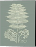 Framed Ferns on Sage V