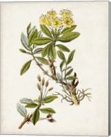 Framed Antique Botanical Study IV