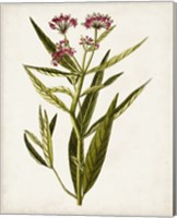 Framed Antique Botanical Study VIII