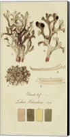 Framed Species of Lichen V