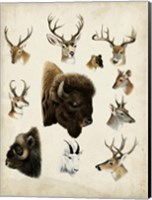 Framed Western Animal Species I