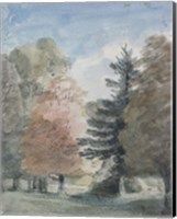 Framed Study of Trees in a Park