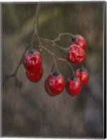 Framed Berries 2