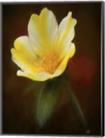 Framed Yellow Bloom